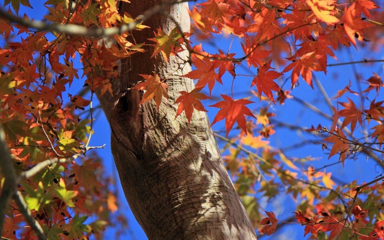 Клен ствол дерева