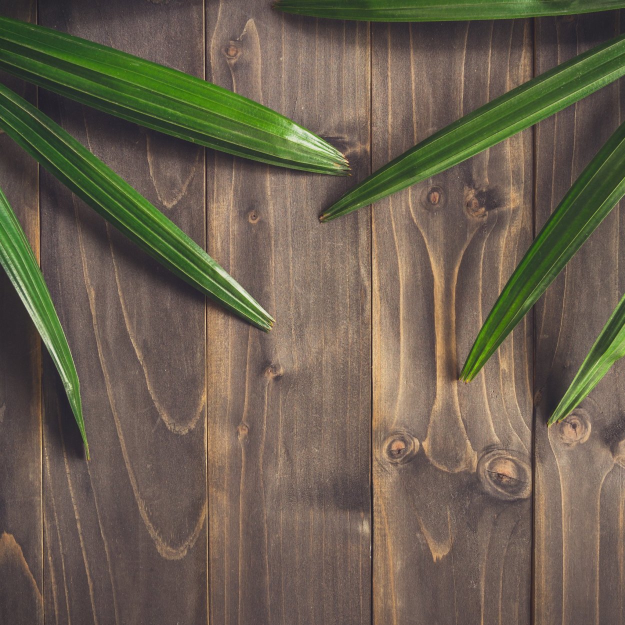 Пальмовые листья Эстетика