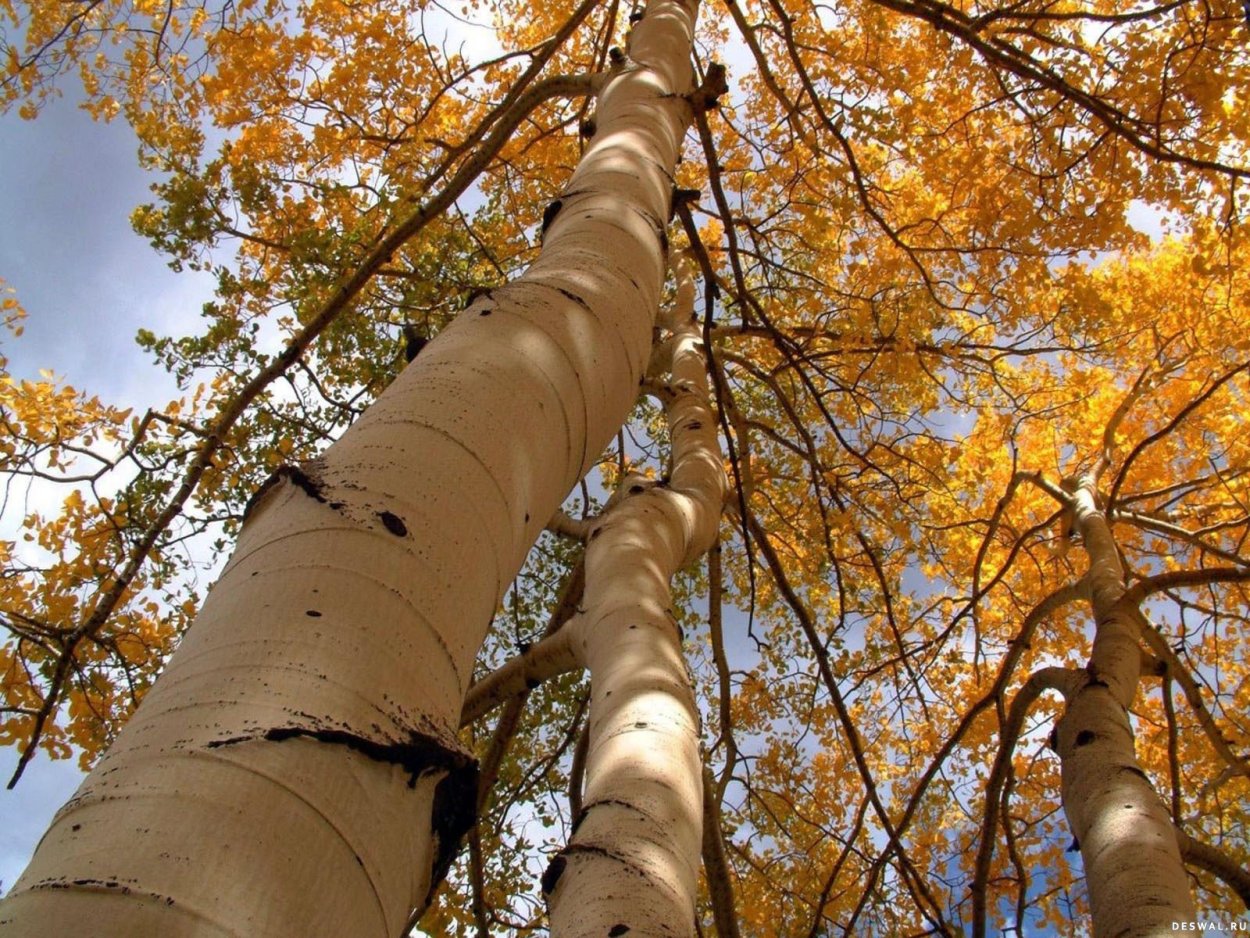 Береза маньчжурская