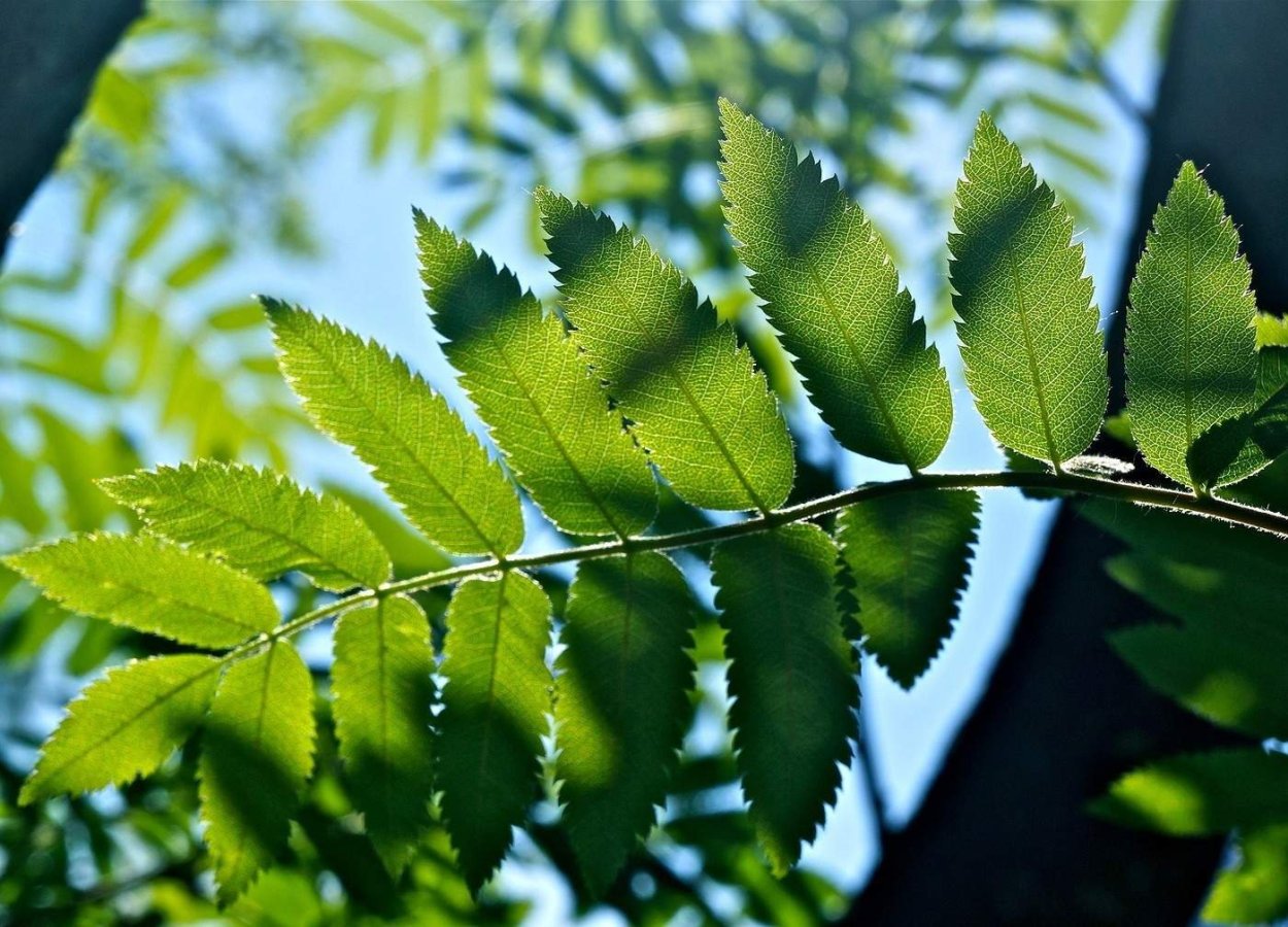 Листья дерева ши