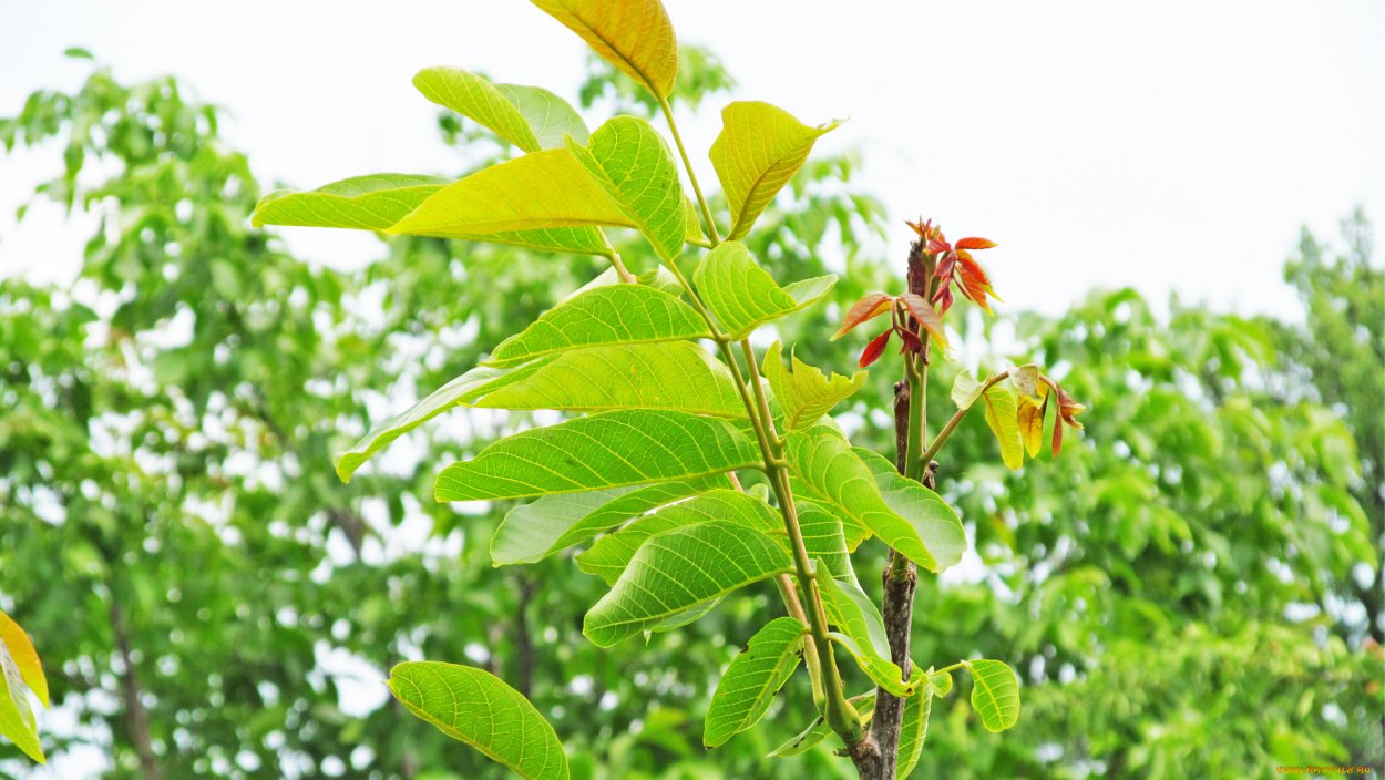 Обои на рабочий стол растения