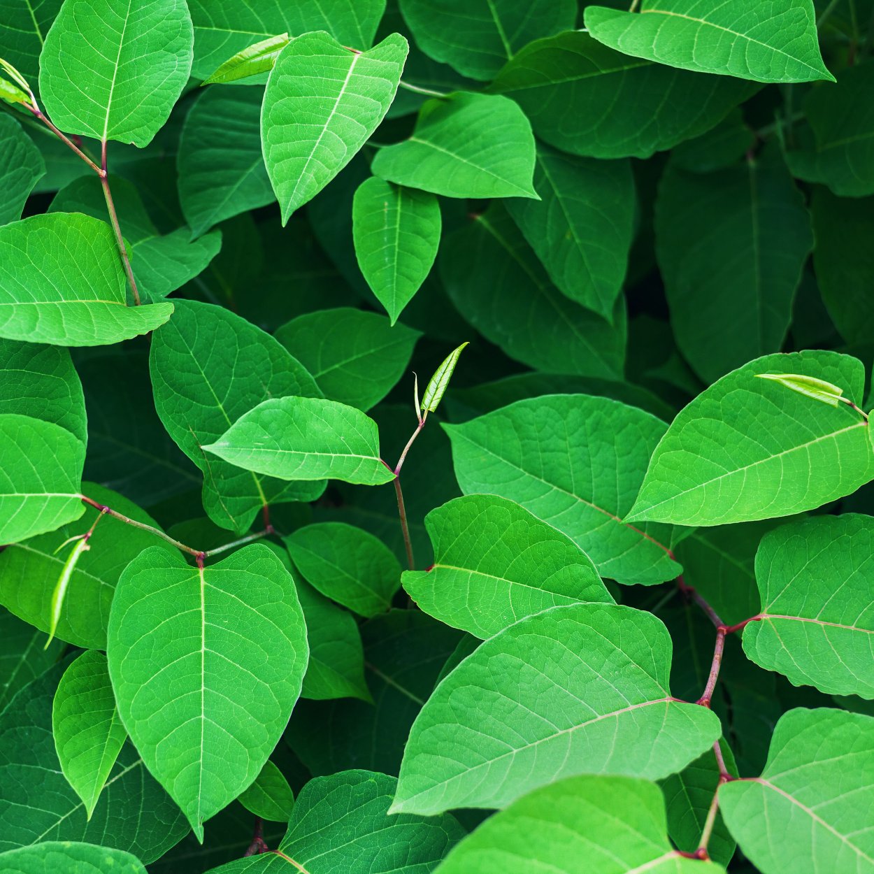 Тропические растения