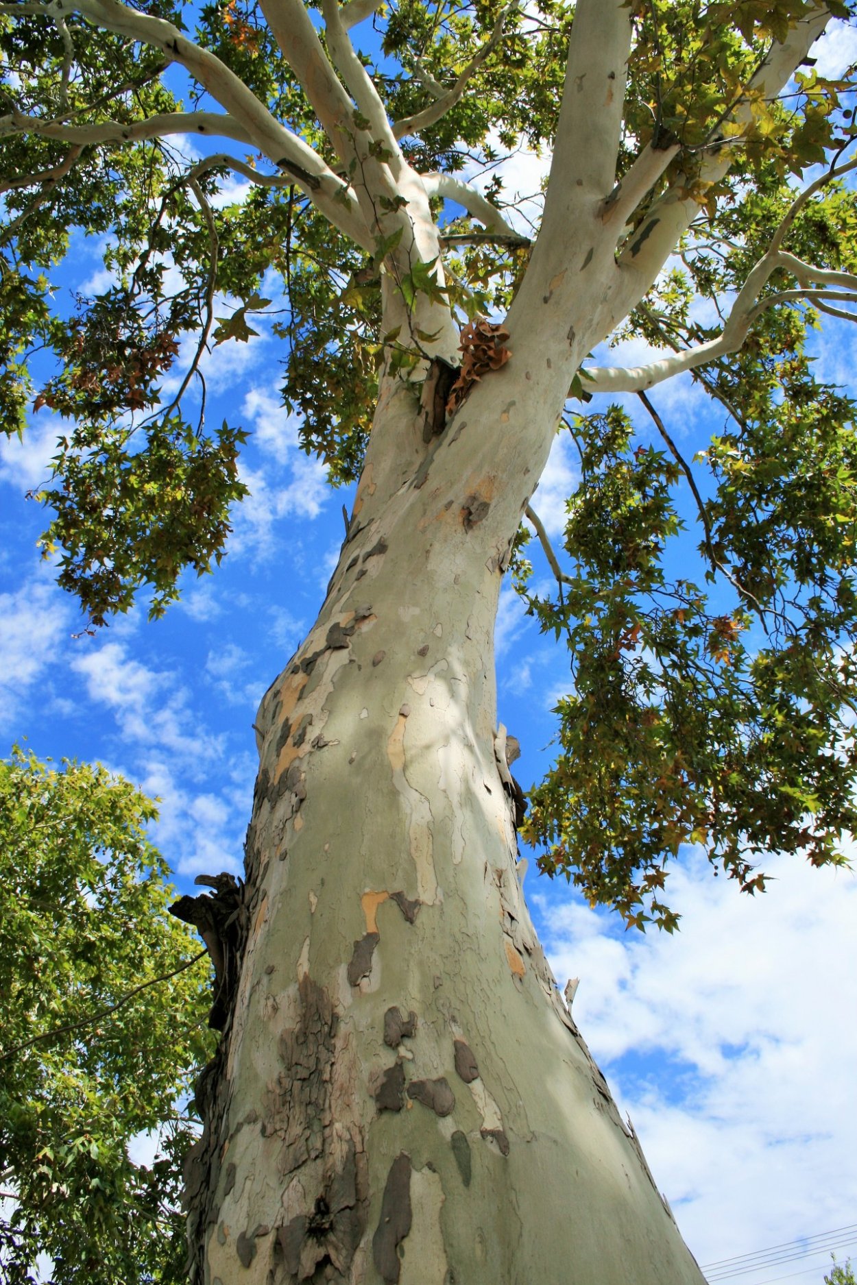 Клен остролистный Кливленд