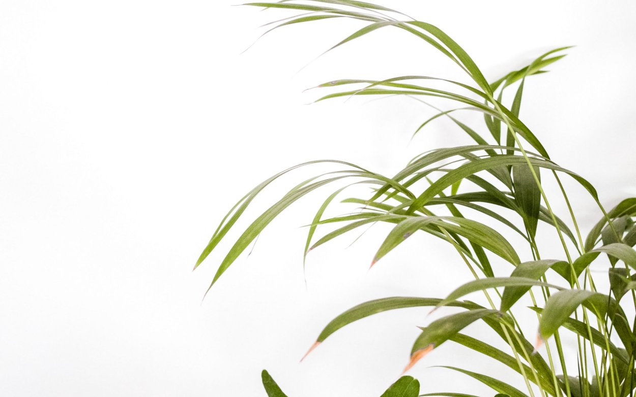 Хлорофитум Пальма