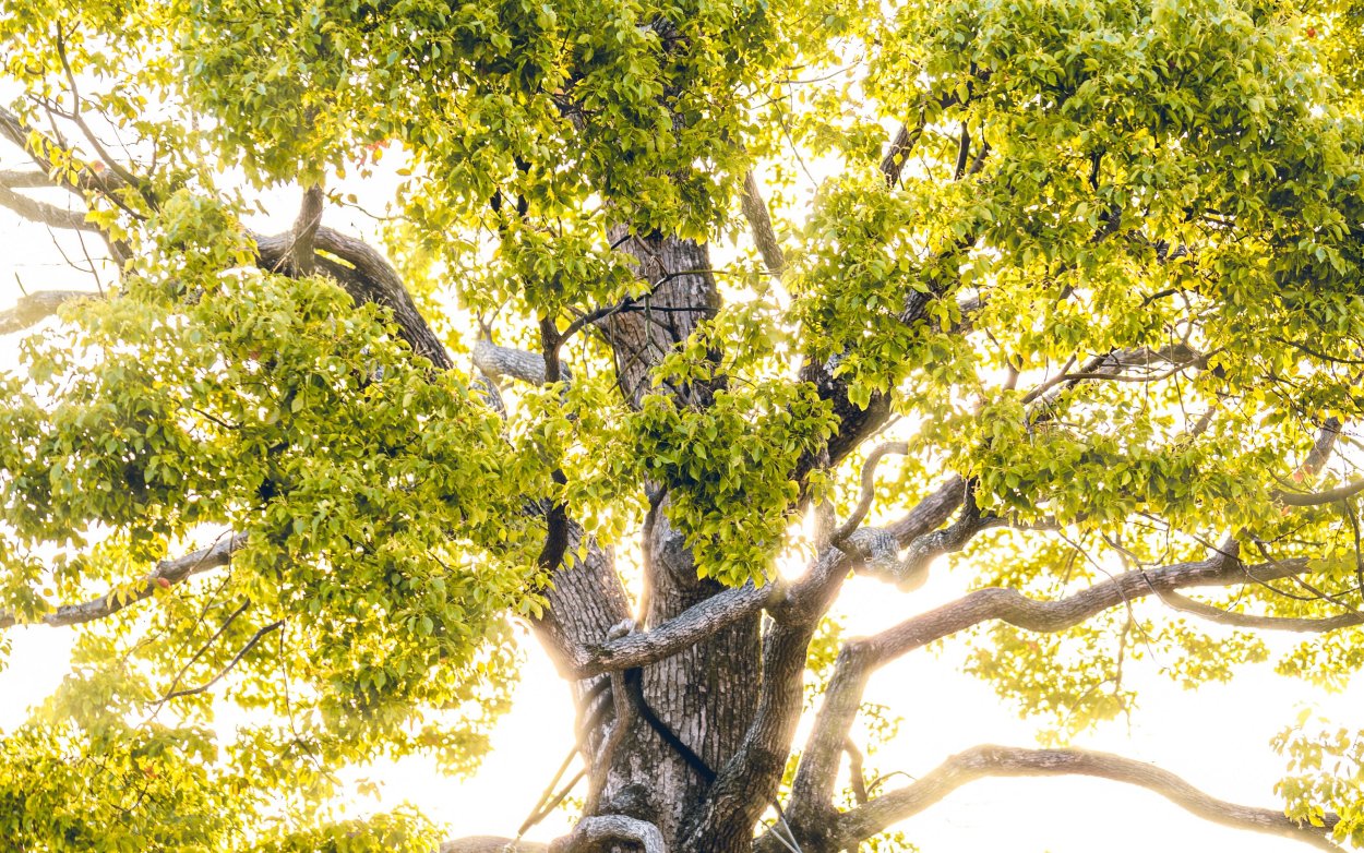 Обои листья