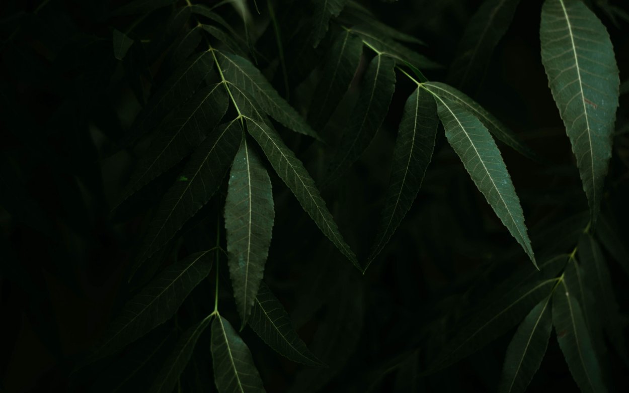 Красивое дерево