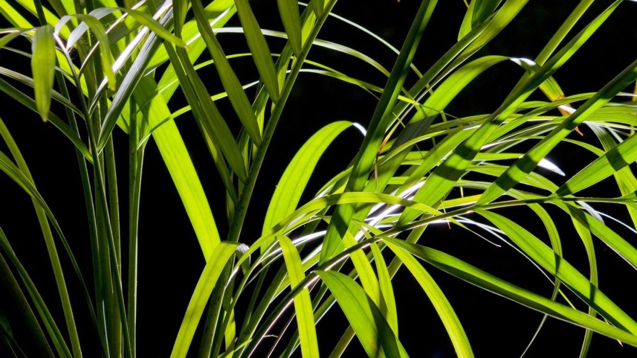 Плакучая Ива ствол