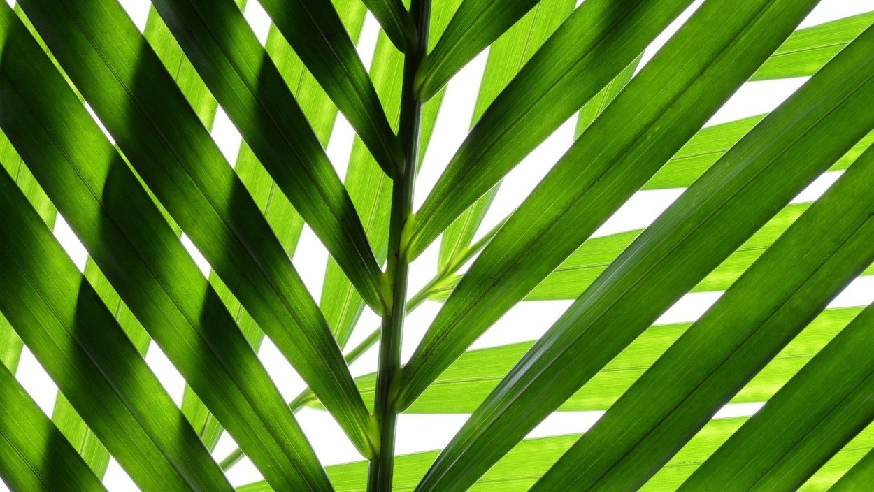 Грецкий орех дерево листья