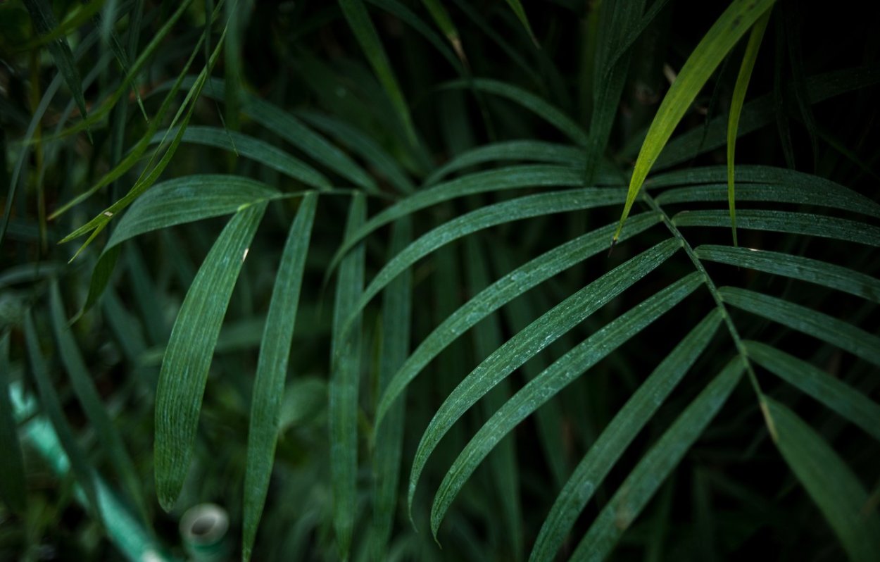 Разветвленное дерево