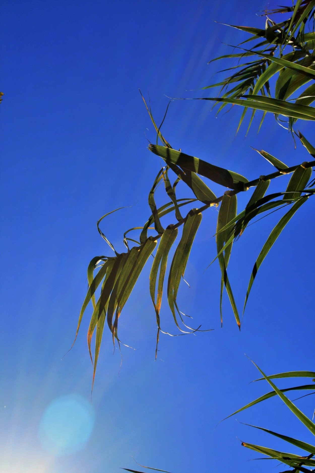Листья бананового дерева