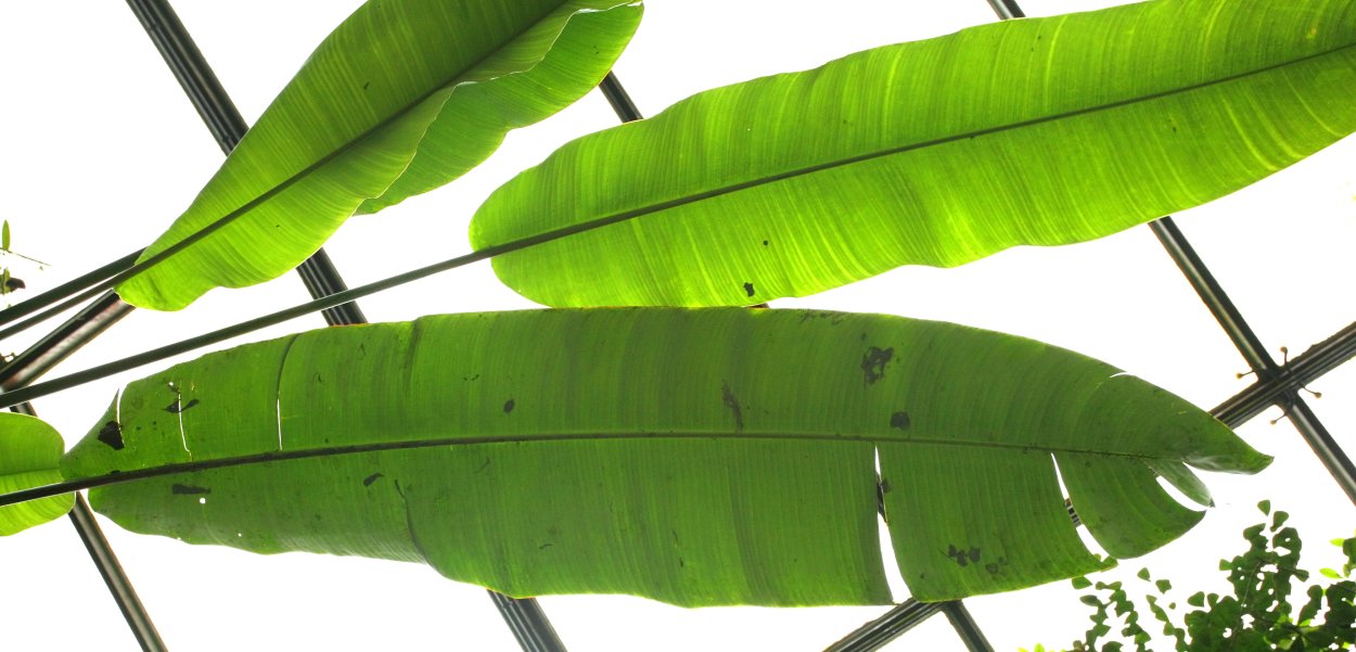 Длинные листья