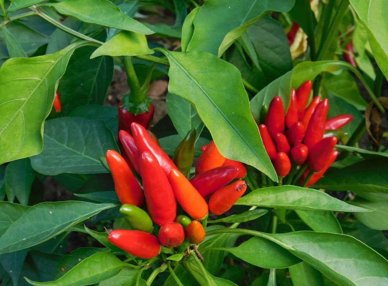 Перец паприка растение