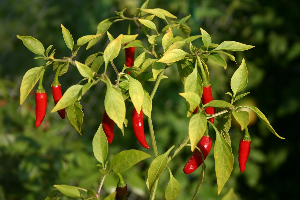 Перец Чили (Capsicum frutescens f1) Chenzo