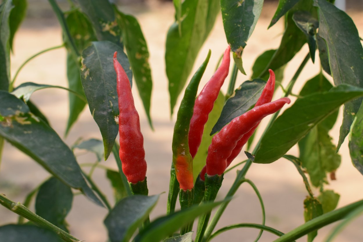 Кайенский перец дерево