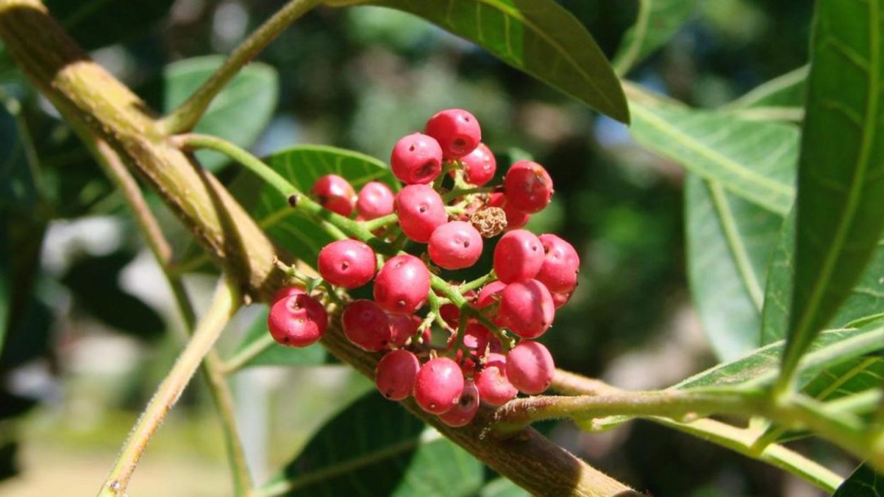 Шинус фисташколистный