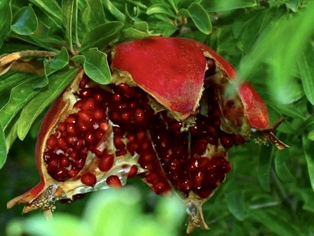 Переспелый гранат