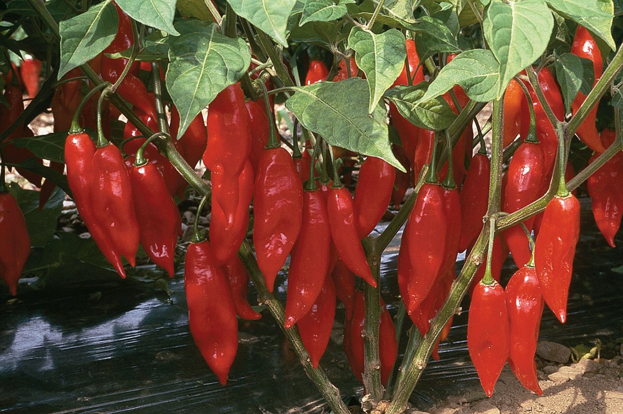 Перец Scarlet Lantern