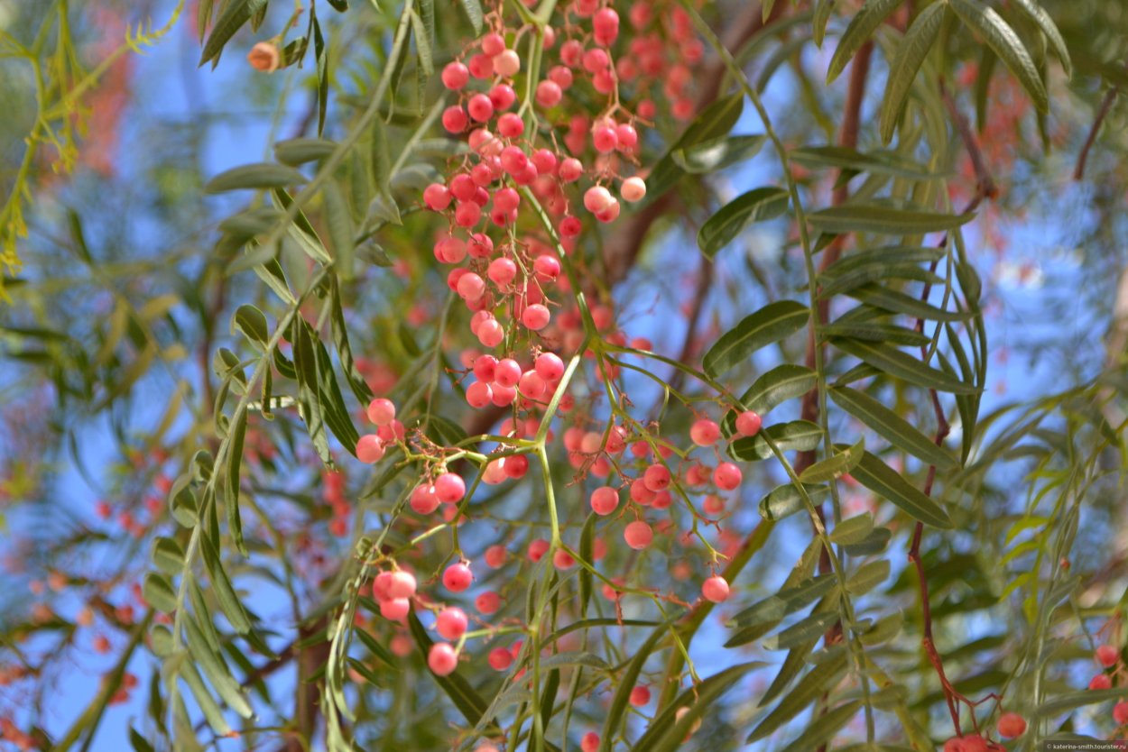 Розовый перец дерево