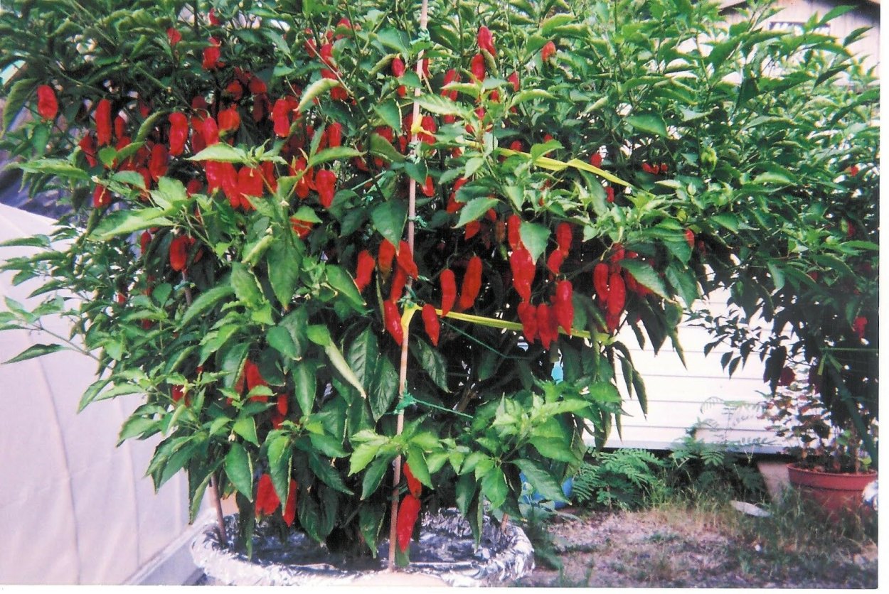 Кайенский перец куст