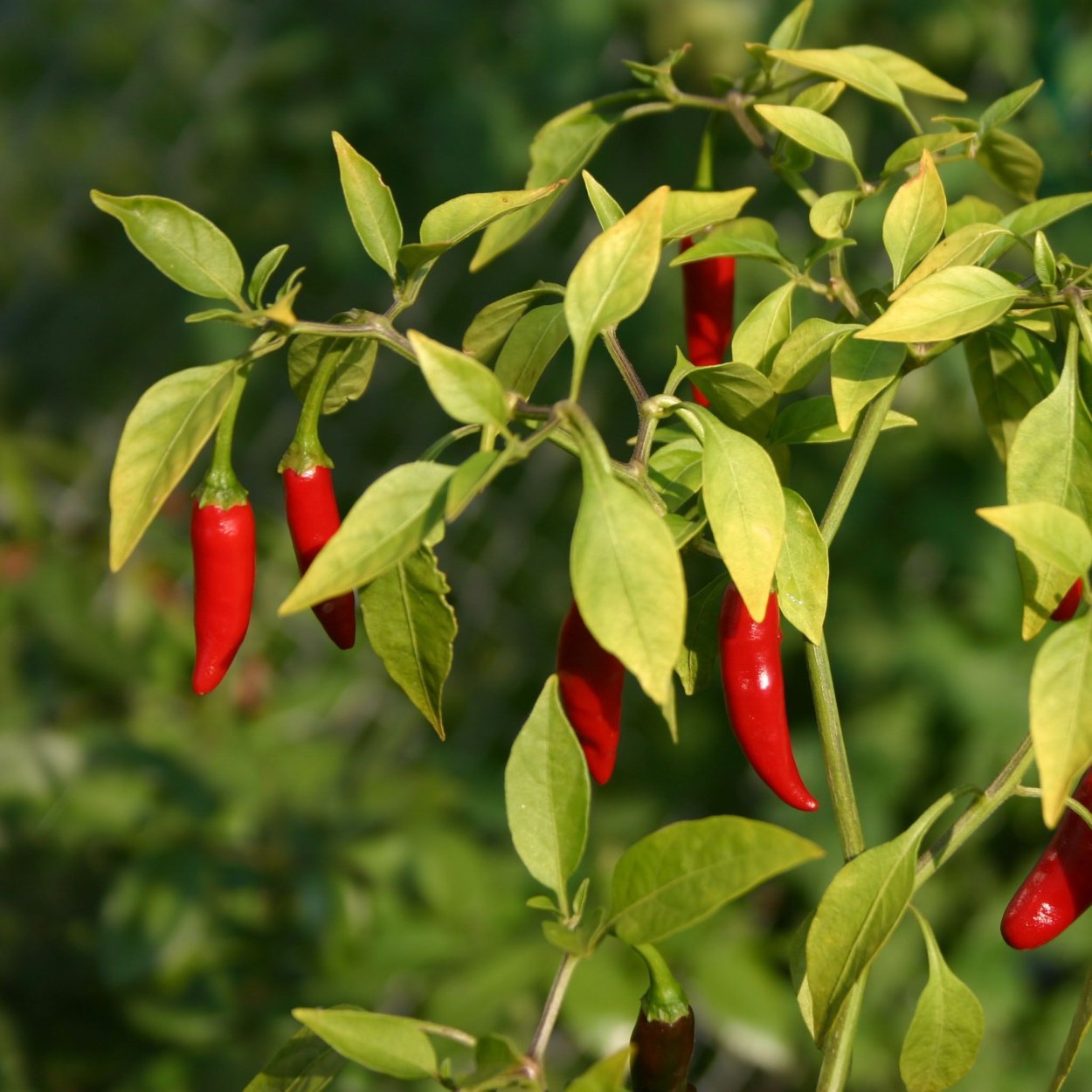 Перец кустарниковый огонек