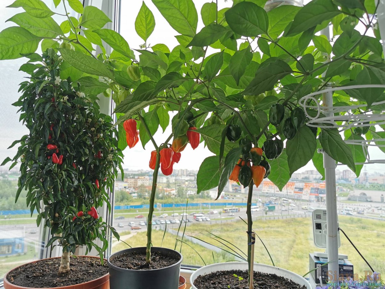 Перец острый Хабанеро красный