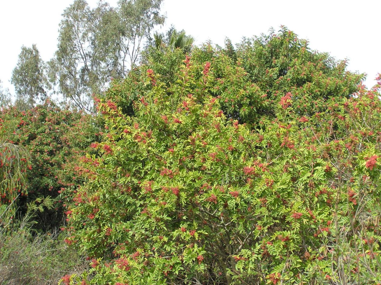 Шинус фисташколистный (Schinus terebinthifolius)