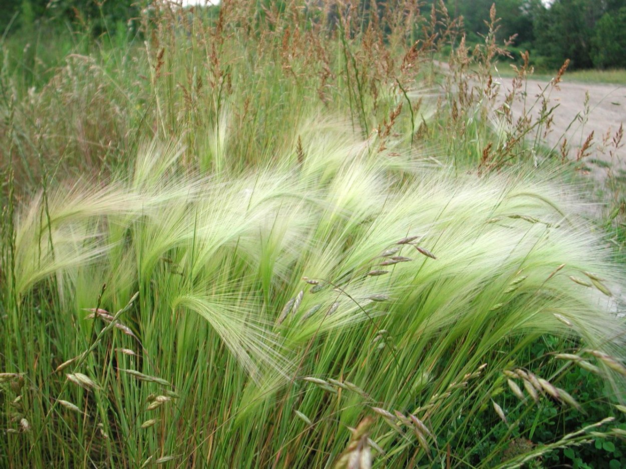 Ячмень гривастый высота