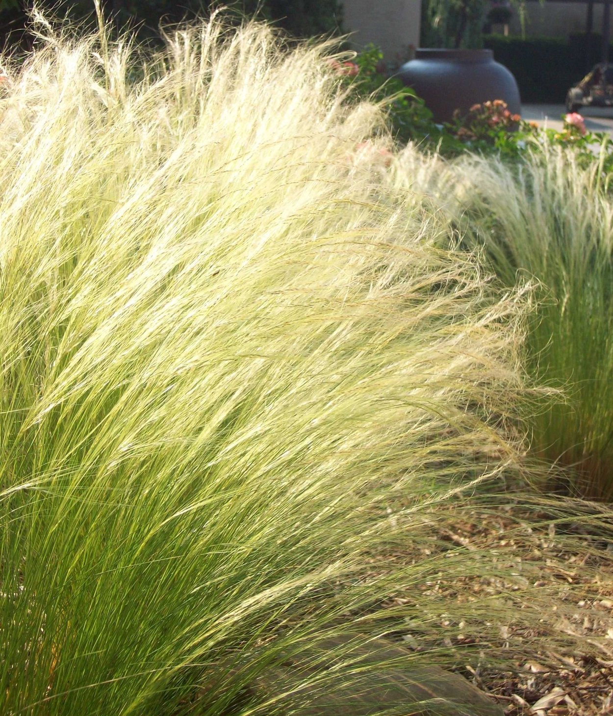 Ковыль (Nassella tenuissima)