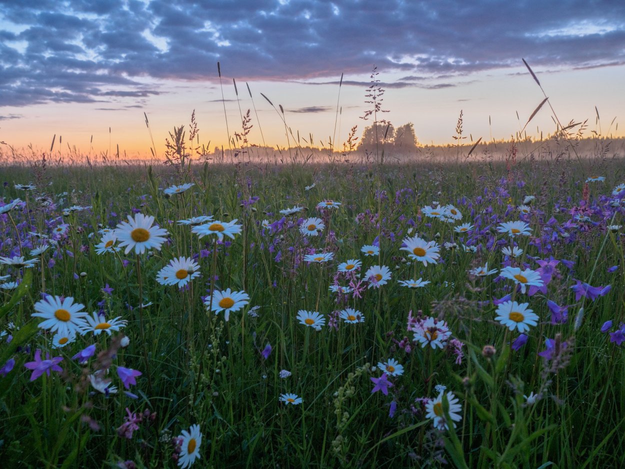 Июль ромашки