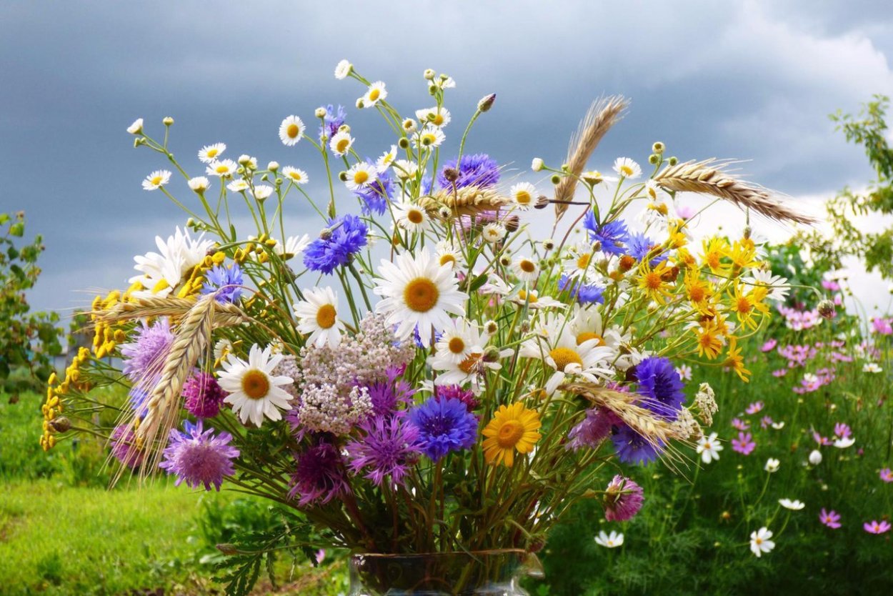 Весенние полевые цветы