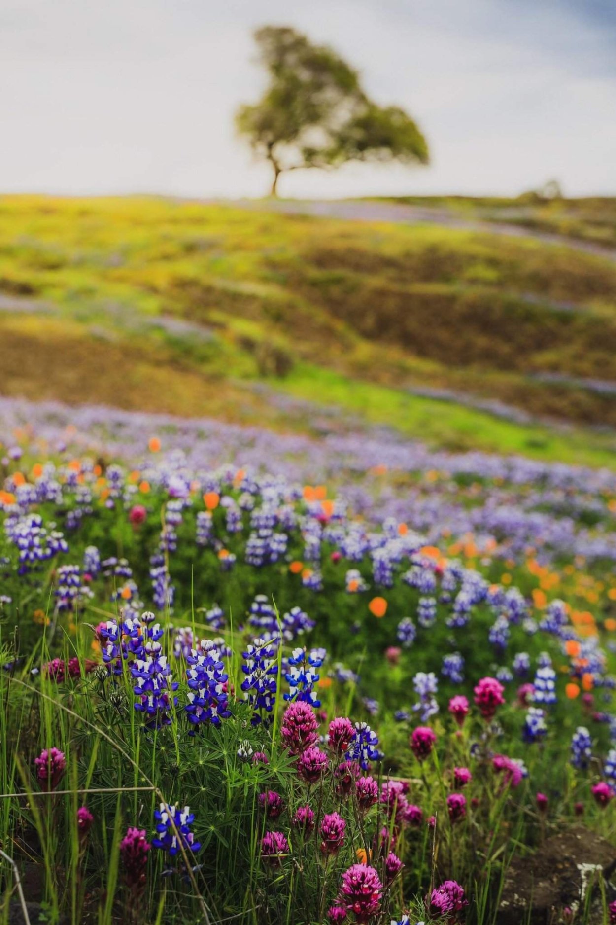 Полевые цветы в июне