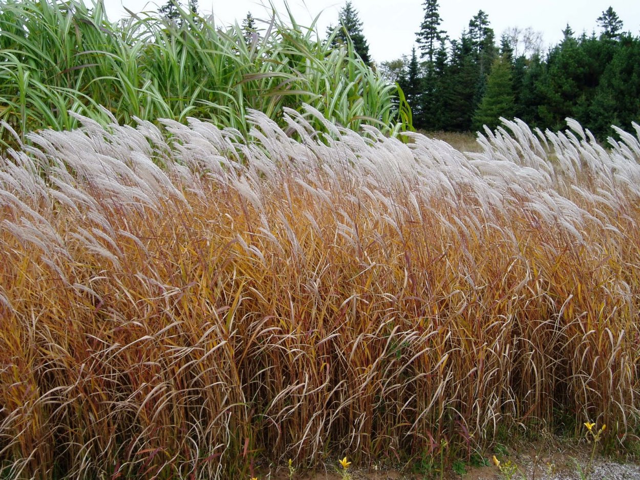 Мискантус сахароцветный