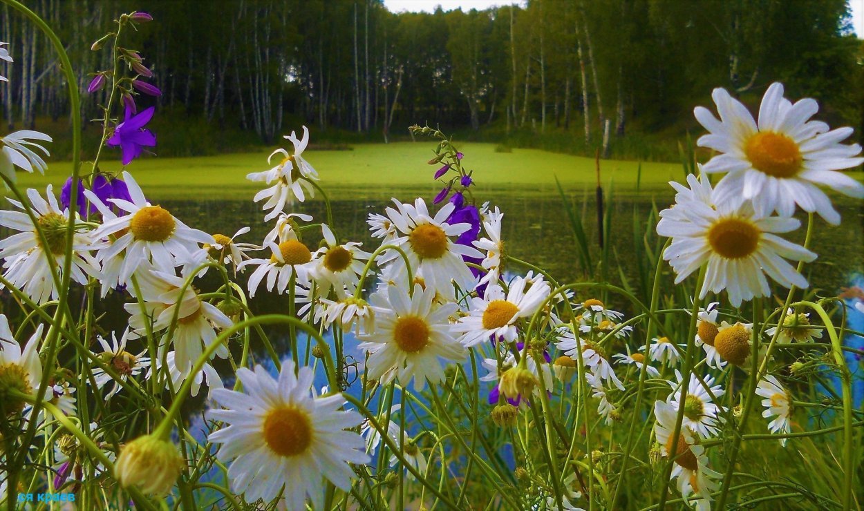 Кашка Ромашка Мак Василек