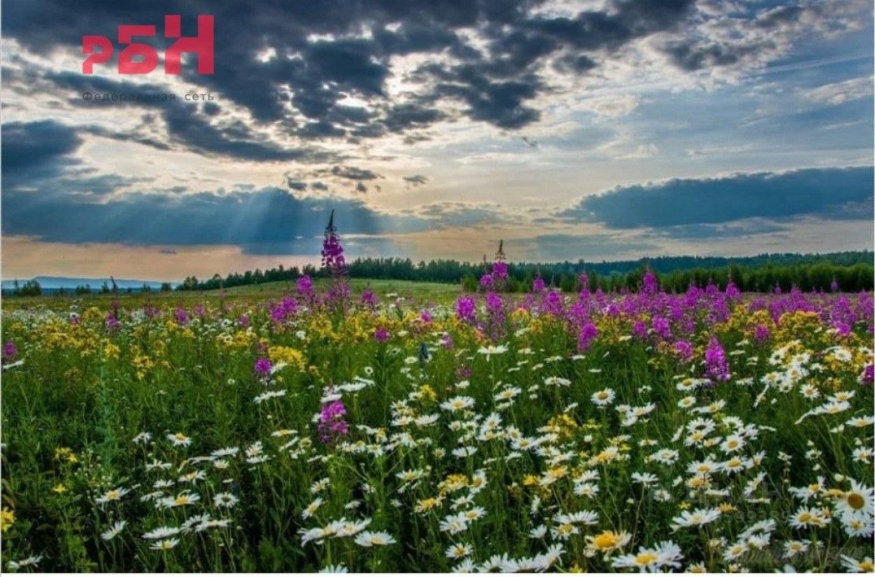 Чудесные ромашки