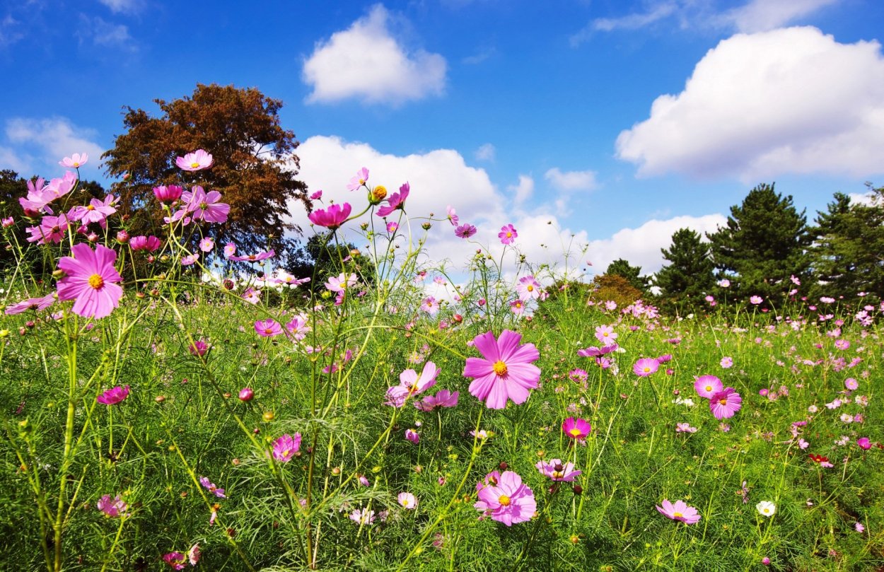 Полевые цветы
