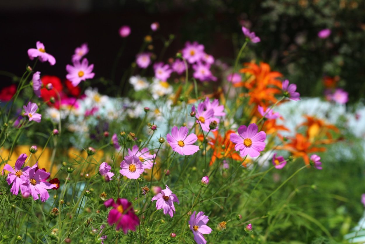 Поле с полевыми цветами