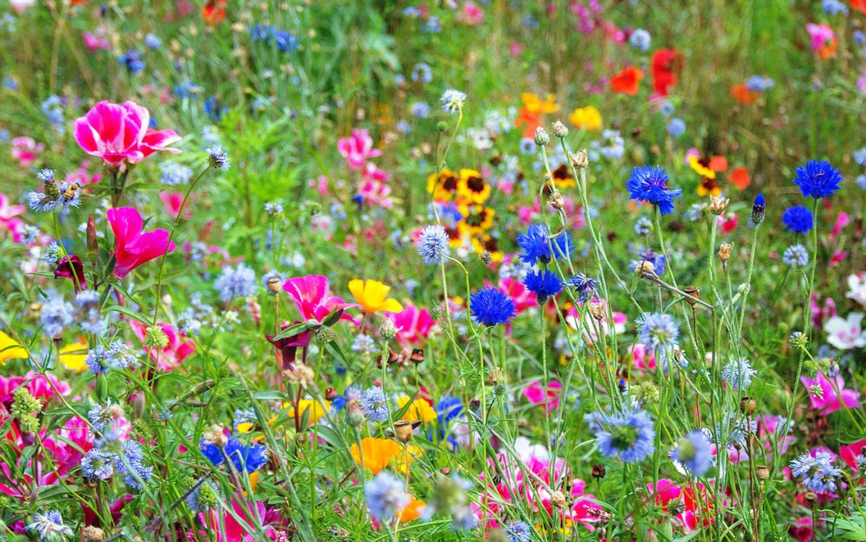 Полевые цветы