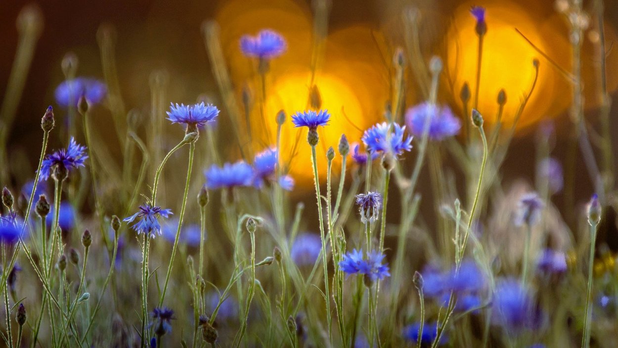 Луговые цветы