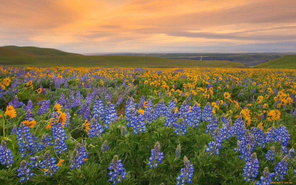Иван Бунин полевые цветы