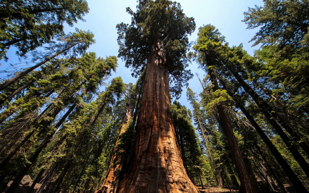 Секвойи (Sequoia sempervirens)