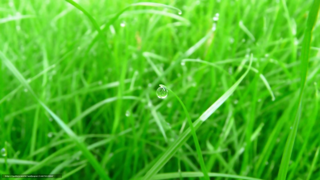 Трава на рабочий стол телефона