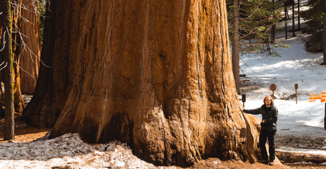 Огромная Глициния в Японии