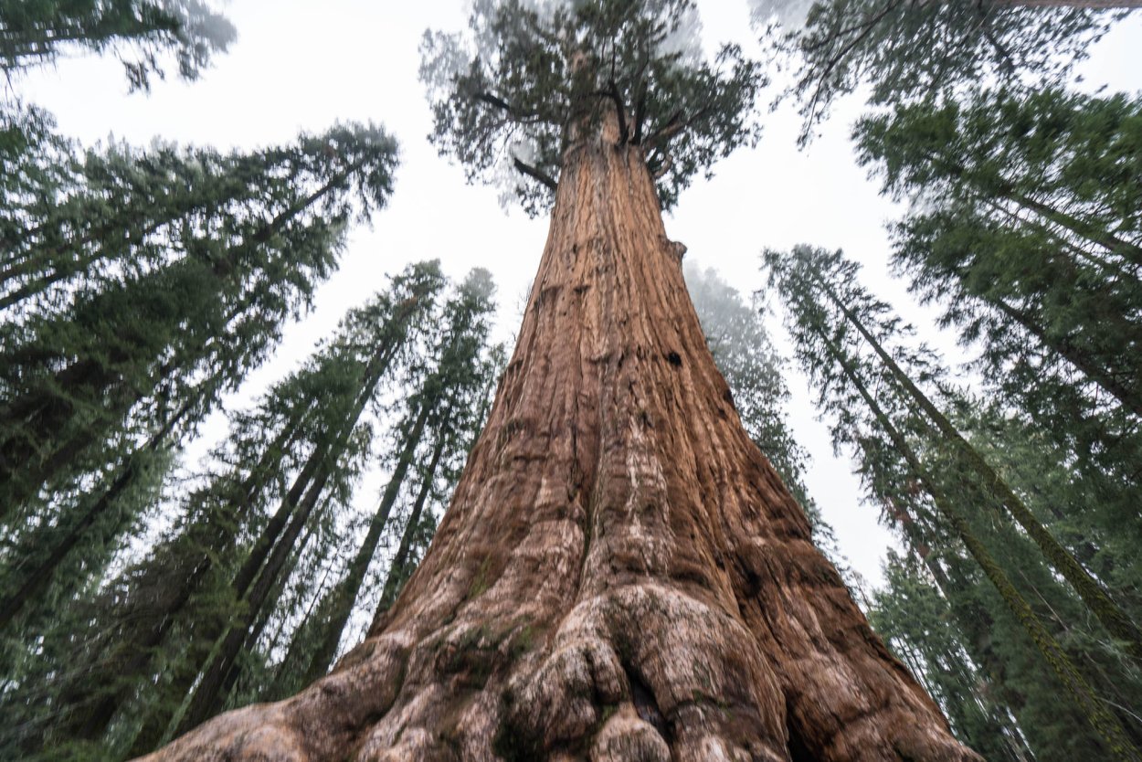 Калифорнийская Секвойя Гиперион