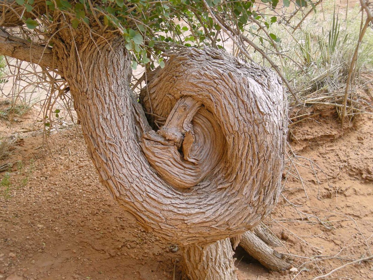 Гигантские калифорнийские цереусы