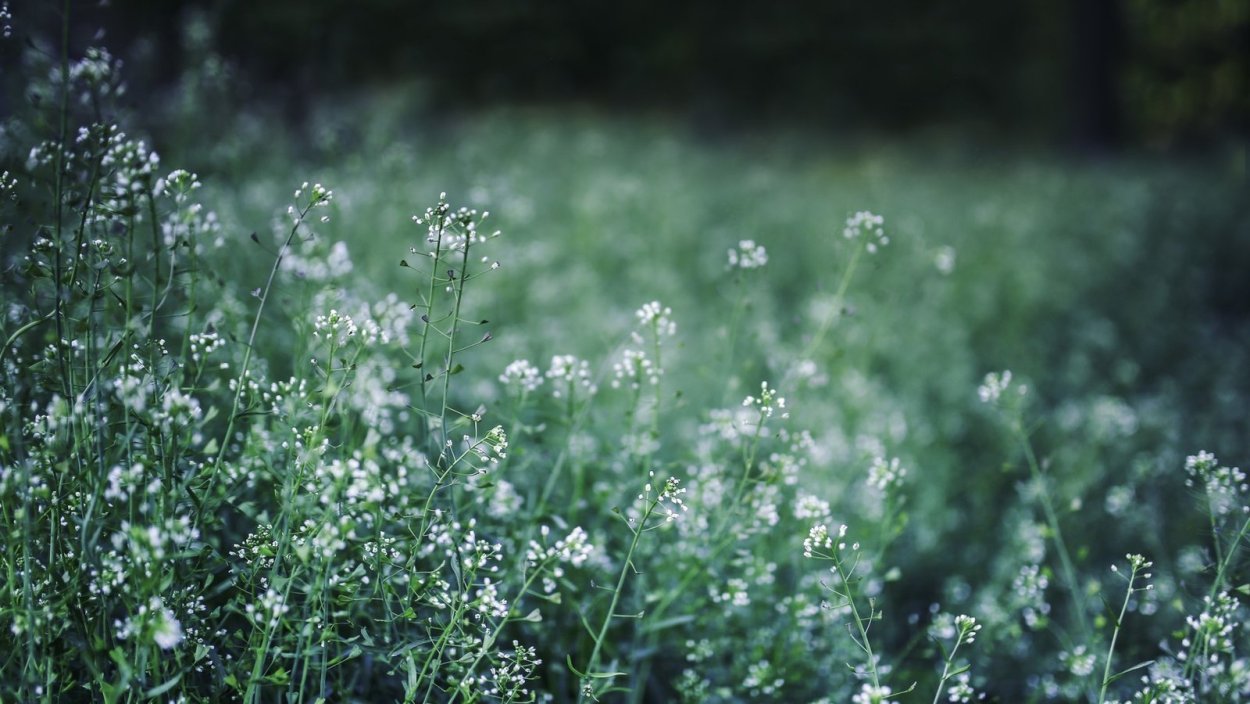 Фон для презентации трава