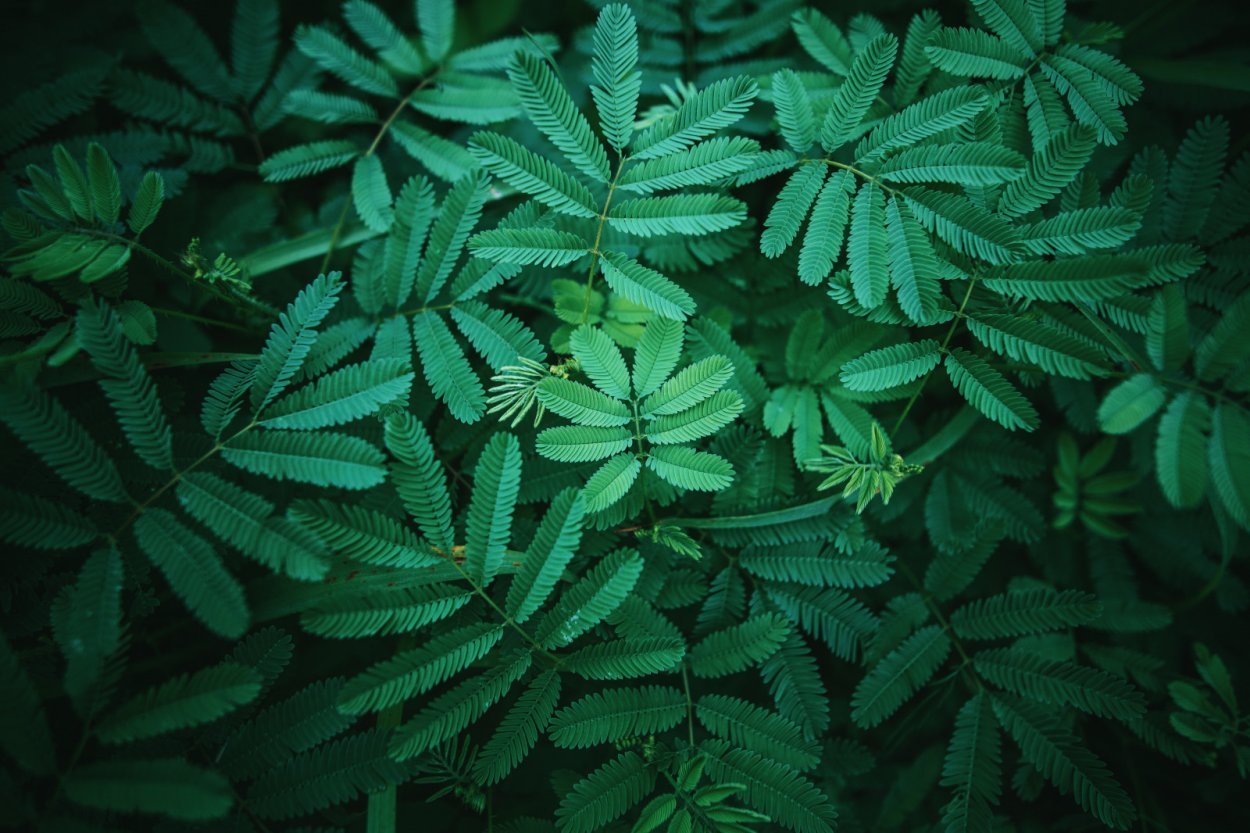 Обои зелень