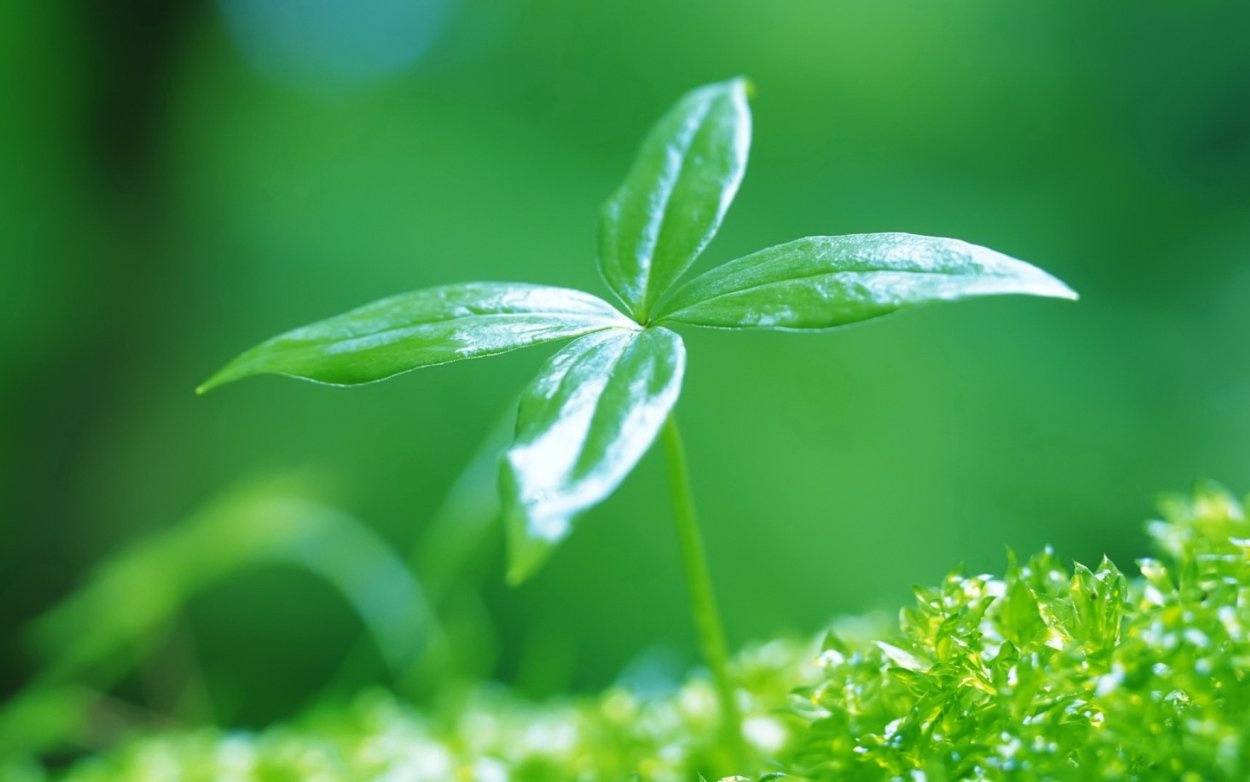 Травинка Макросъемка