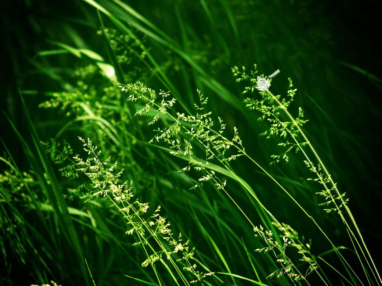 Листья травы