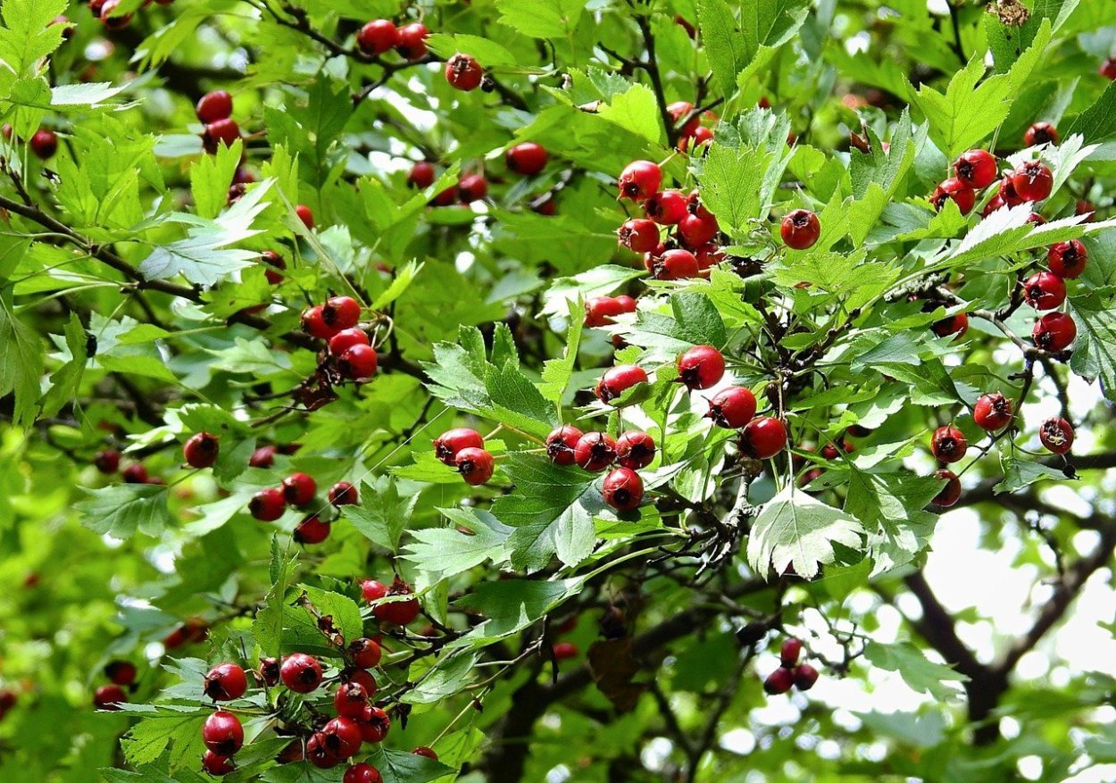 Боярышник Даурский Crataegus dahurica