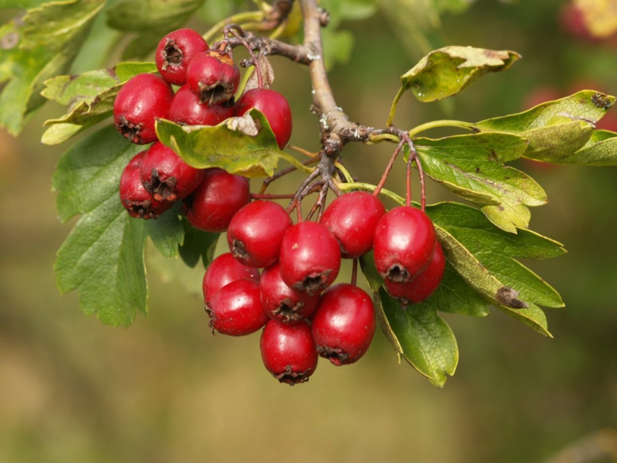 Боярышник (Crataegus)